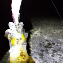 今年の初アオリー