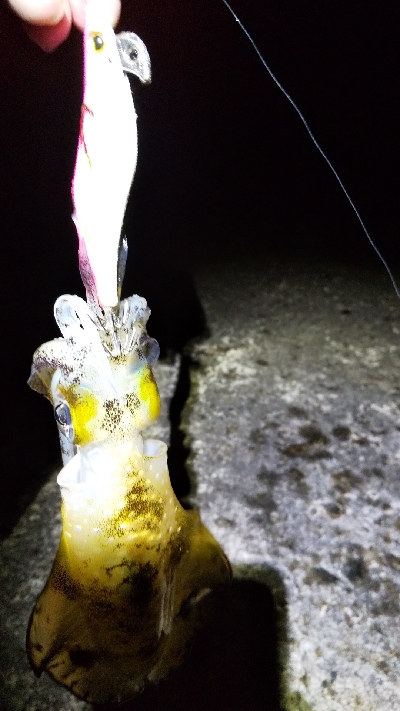 今年の初アオリー