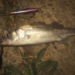 紀ノ川シーバス