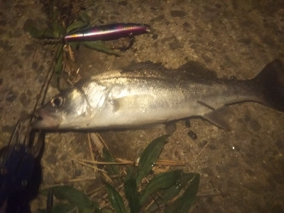 紀ノ川シーバス