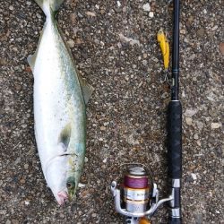 まだまだツバス