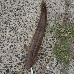 ヒラメ５６㎝釣れた