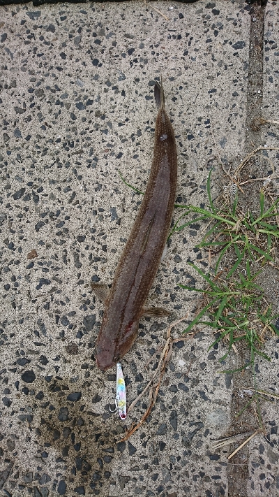 ヒラメ５６㎝釣れた