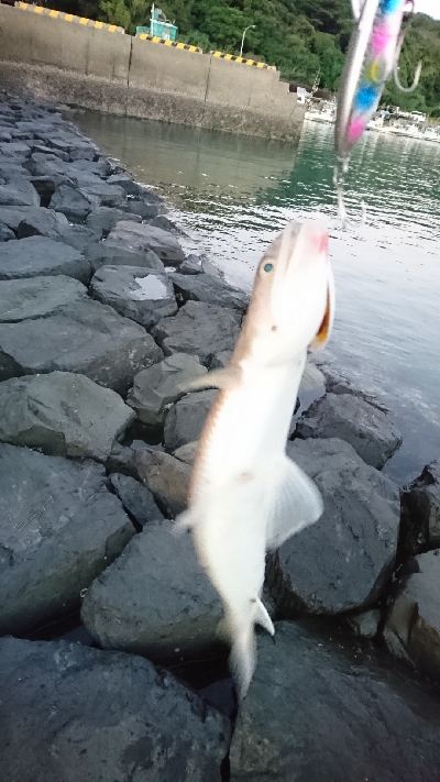 ヒラメバラシ〰️…