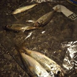 サイズアップアジング