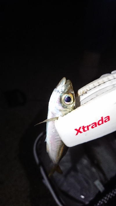 久々のアジング