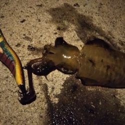 新子新子しんこ