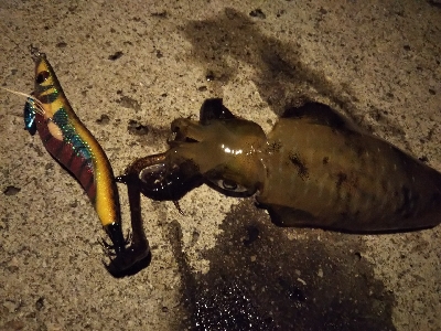 新子新子しんこ