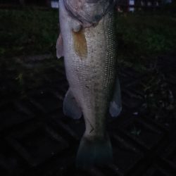 神のアクション