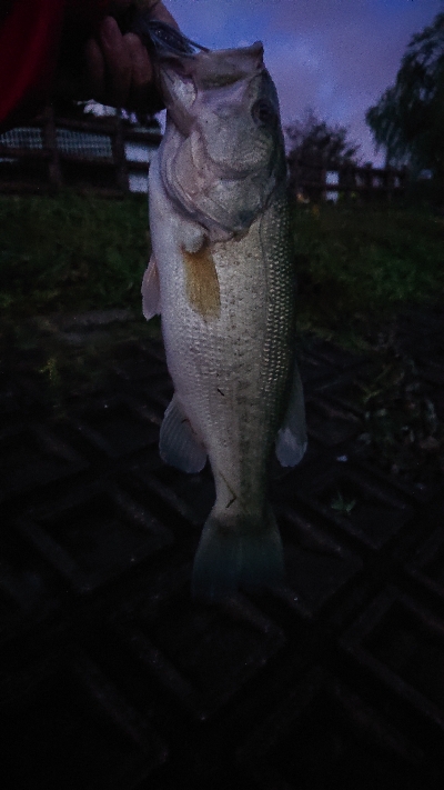 神のアクション