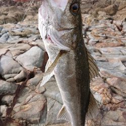 ライトショアプラッギング