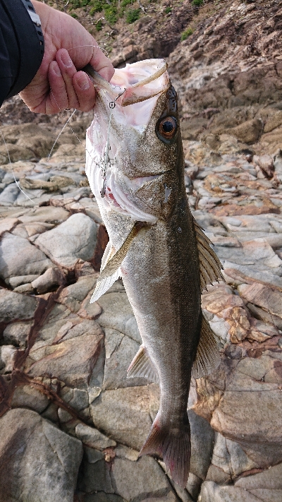 ライトショアプラッギング