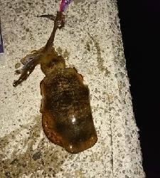 エギング釣行その４７