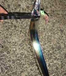 タチウオ釣れてます！