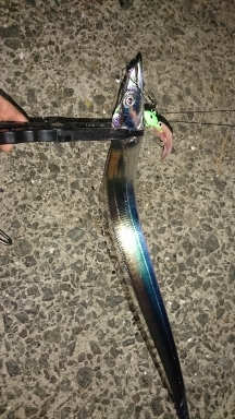 タチウオ釣れてます！