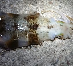 仕事終わりエギング