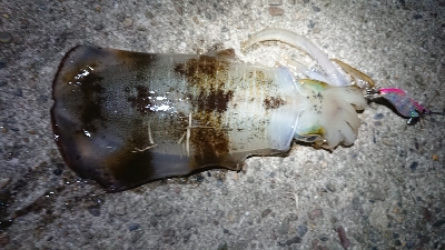 仕事終わりエギング