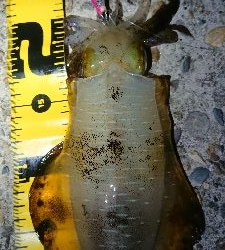 ちょこっと短時間エギング