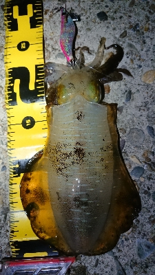 ちょこっと短時間エギング