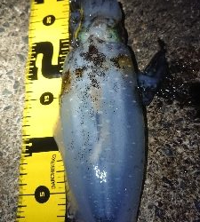 仕事終わりエギング