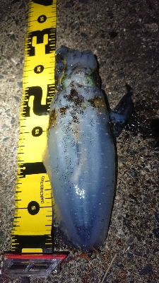 仕事終わりエギング