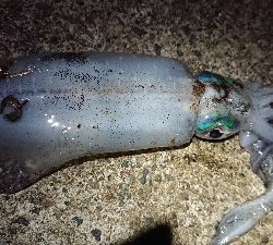 仕事終わりエギング