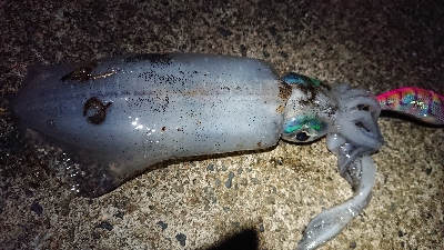 仕事終わりエギング