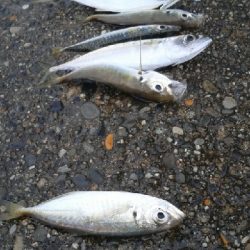 久しぶりの釣行