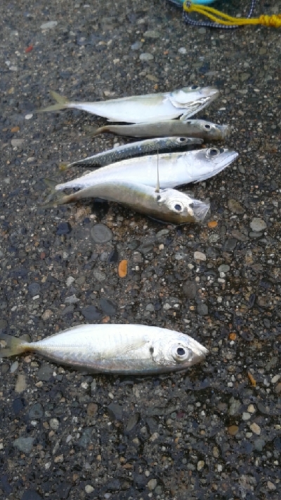 久しぶりの釣行