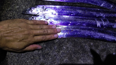 タチウオテンヤ