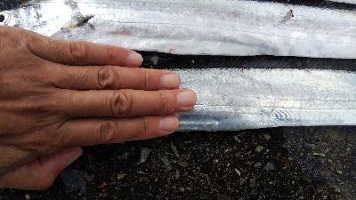 テンヤでタチウオ