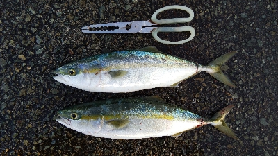 タチウオとツバス