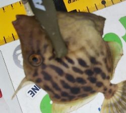 今期初カワハギ