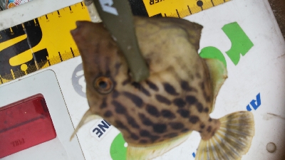 今期初カワハギ