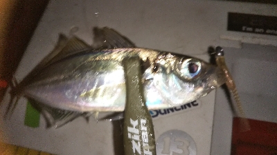 ちょいアジング