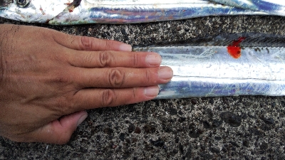 タチウオテンヤ絶好調