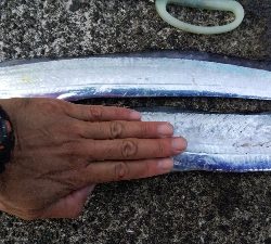 テンヤでタチウオ