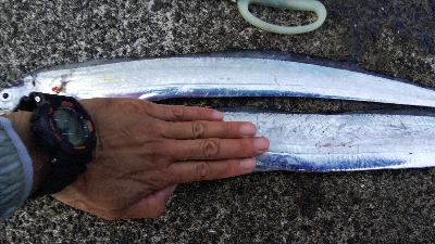 テンヤでタチウオ