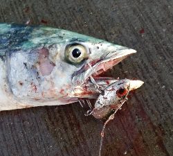 久しぶりのタチウオとサゴシ