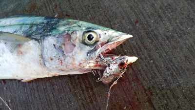 久しぶりのタチウオとサゴシ