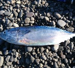 名前分からんけどカツオみたいな魚