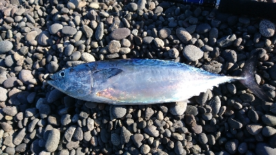 名前分からんけどカツオみたいな魚