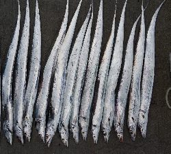 テンヤとルアーでタチウオ