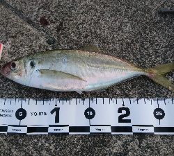 タチウオ・アジ