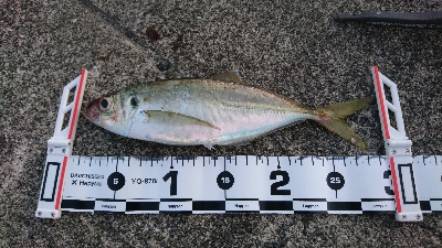 タチウオ・アジ