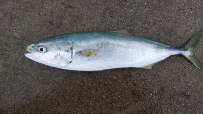 今年最大110cmのタチウオ