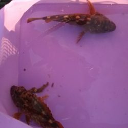 アタリは有るが…