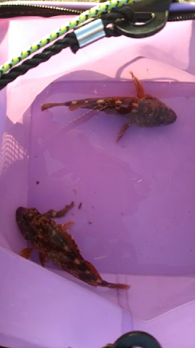 アタリは有るが…