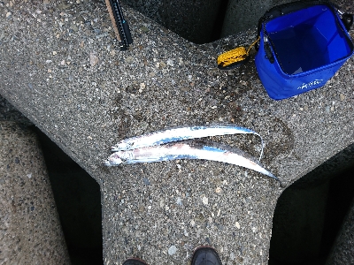 朝マヅメ タチウオ