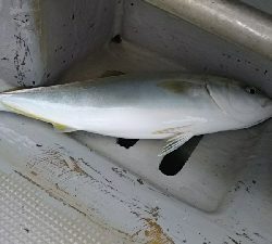 人生初ジギング